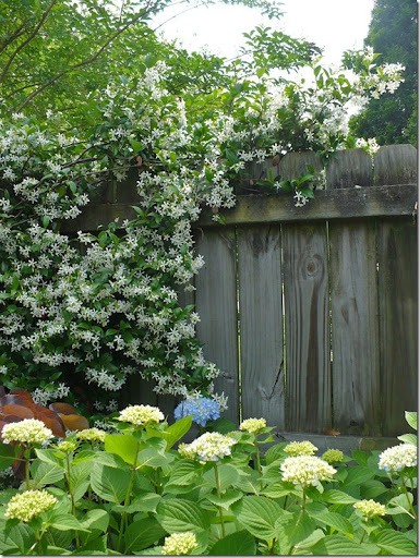 jasmine fence cover jasmine fence cover